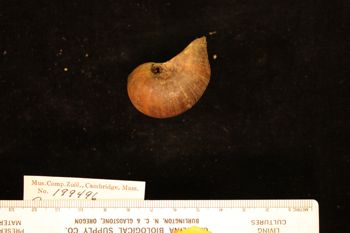 Media type: image; Malacology 199496